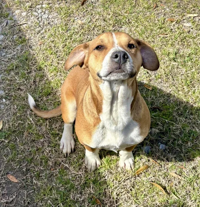 A young medium-sized male Beagle dog named Bocephus for adoption in Oakhurst, NJ
