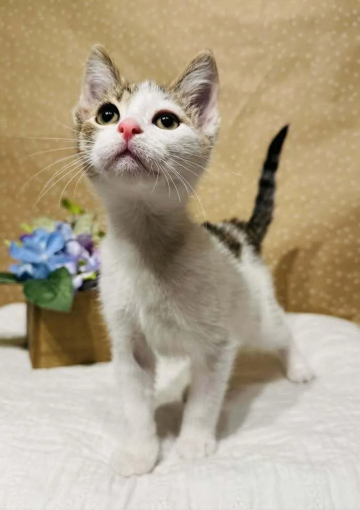 A baby small-sized male Domestic Short Hair cat named Lightning for adoption in Groveland, MA