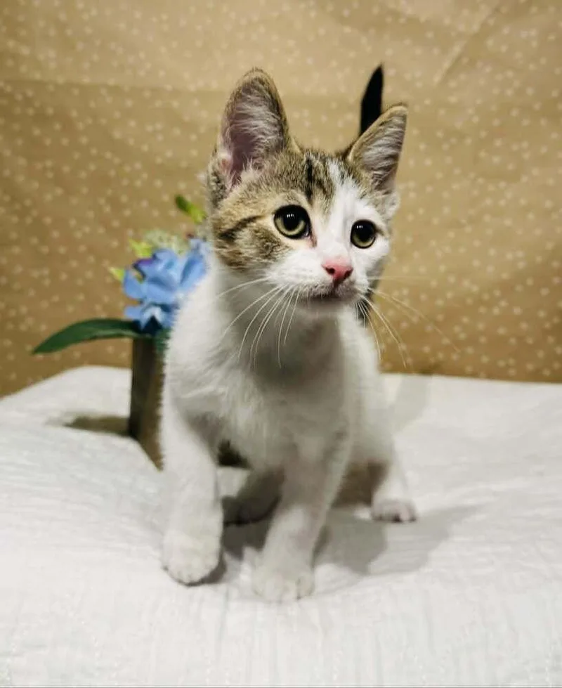 Lightning thumbnail 2