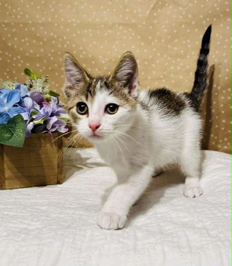 Lightning thumbnail 3