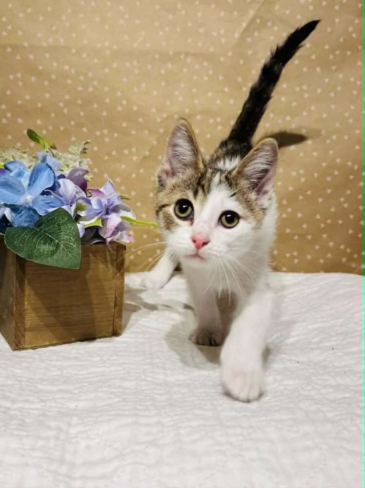 Lightning thumbnail 4