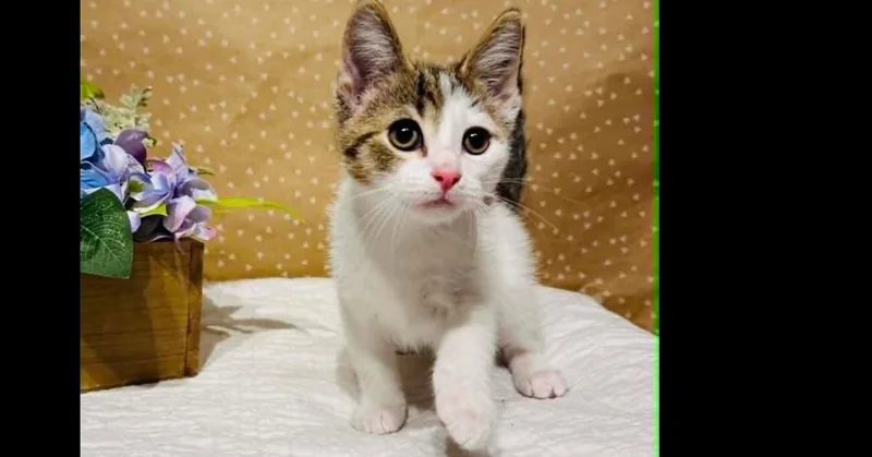 Lightning thumbnail 5