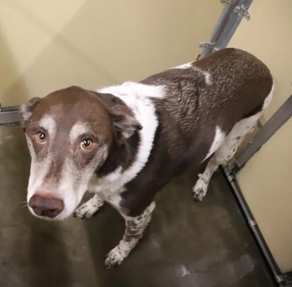 An adult medium-sized female Border Collie dog named Squirrel for adoption in Sioux City, IA