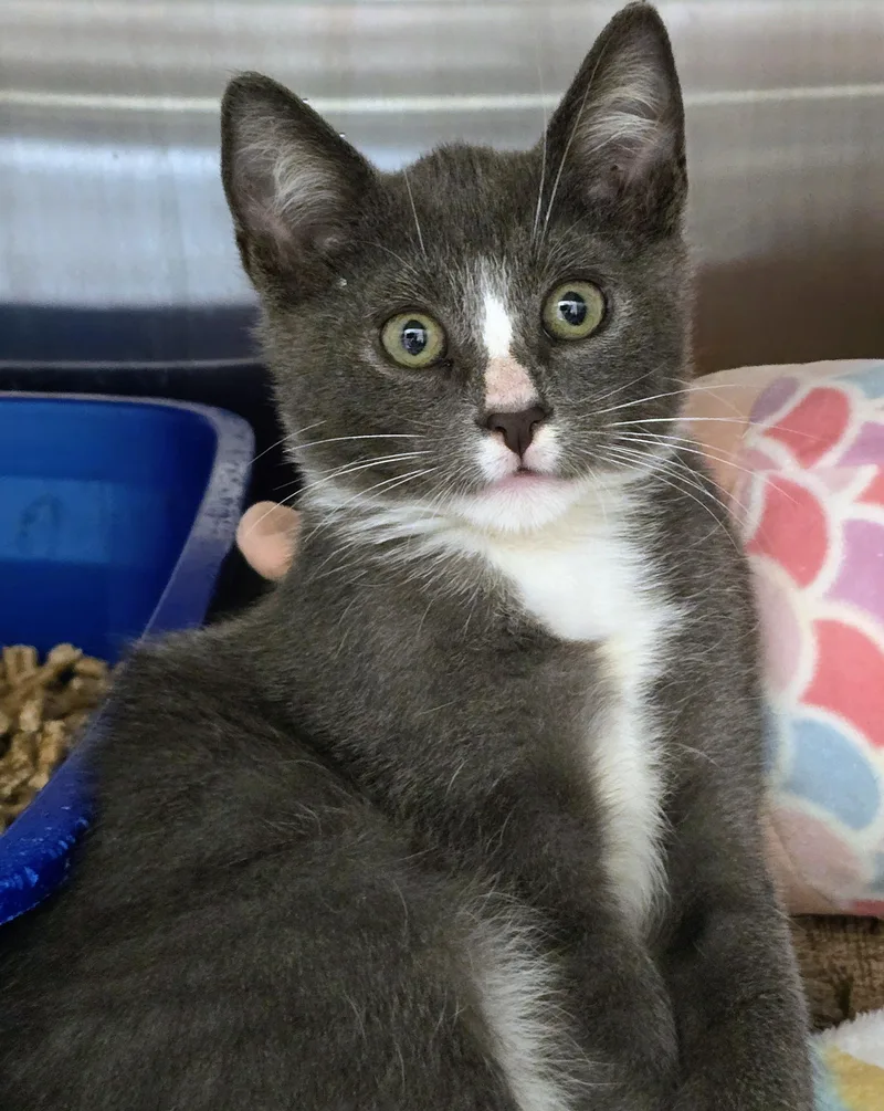 A baby large-sized male Gray & White Domestic Short Hair cat named Angelo for adoption in Amityville, NY
