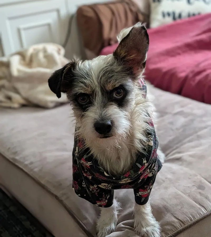 Whiskey