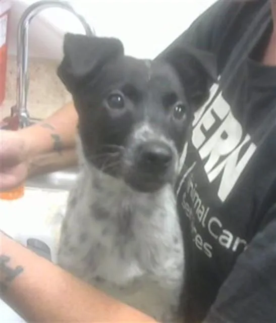 A baby small-sized male Labrador Retriever dog named Count Chaco for adoption in Albuquerque, NM