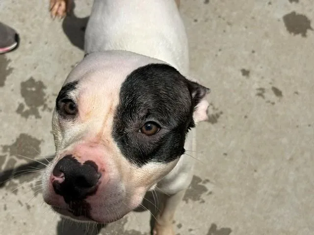 A young medium-sized male Pit Bull Terrier dog named Lucky for adoption in Tulsa, OK
