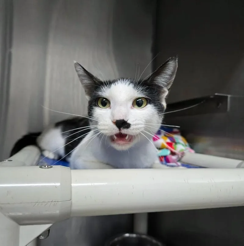 An adult medium-sized female Domestic Short Hair cat named Meow for adoption in Stillwater, OK
