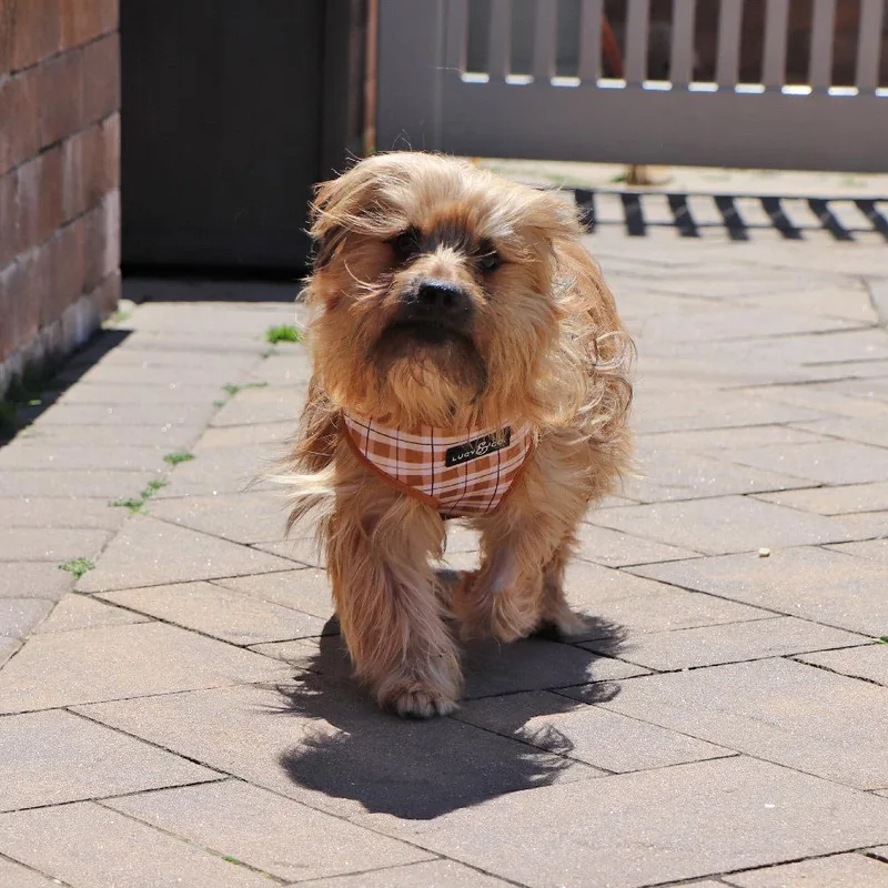 An adult small-sized male Brown / Chocolate Mixed Breed dog named Rory for adoption in Port Washington, NY