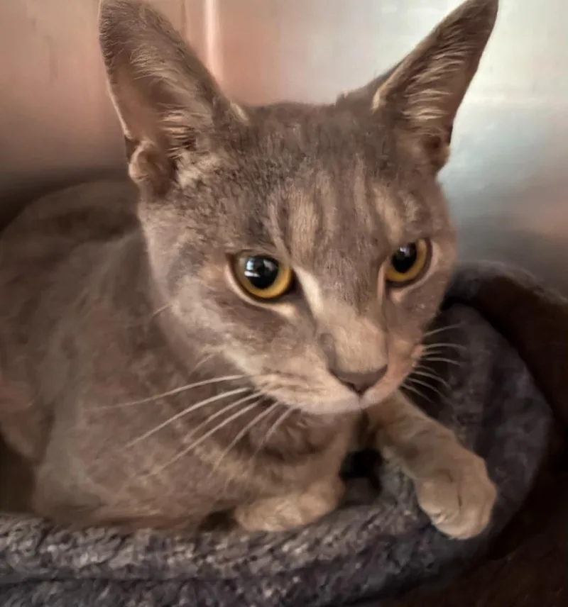 A young medium-sized male Domestic Short Hair cat named Mellow for adoption in Cambridge, MD