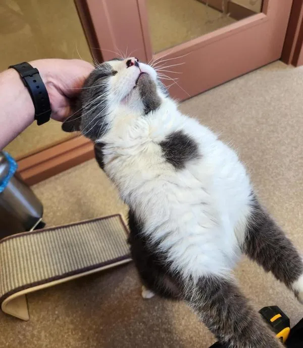 An adult large-sized male Domestic Short Hair cat named Angus for adoption in Great Falls, MT