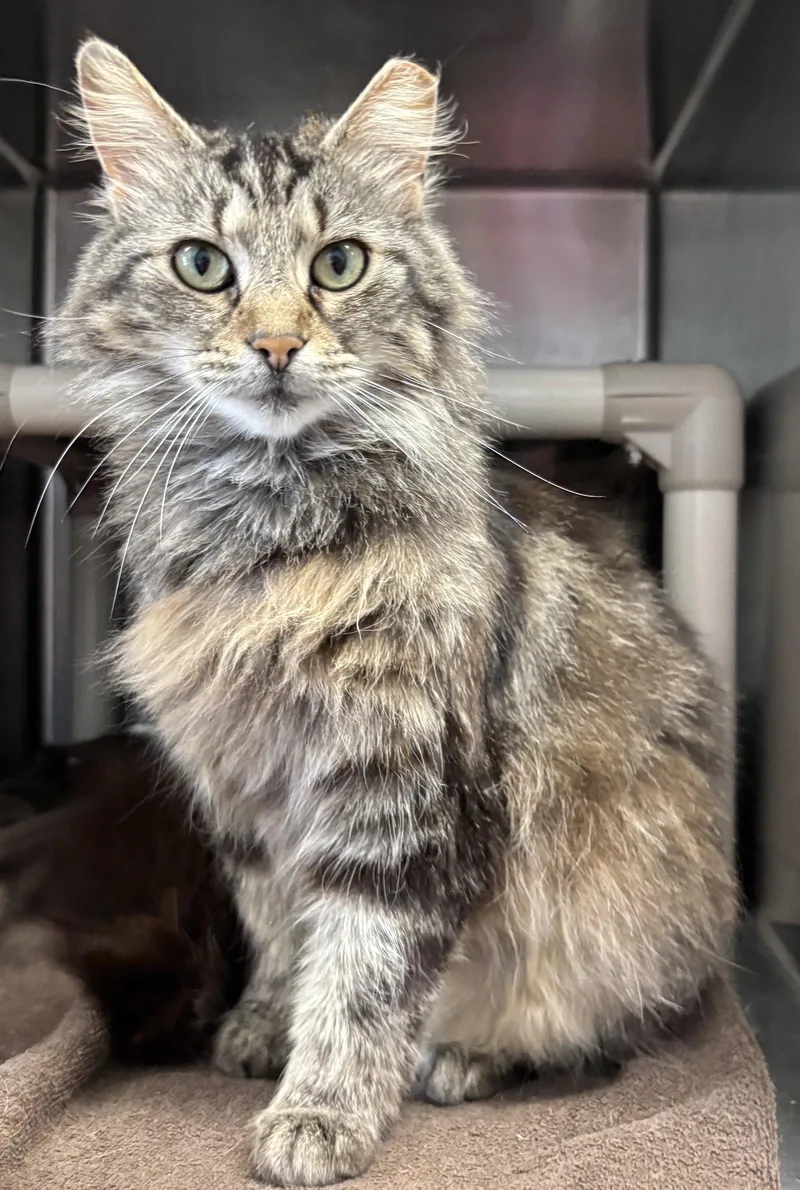 An adult medium-sized female Domestic Long Hair cat named Cattywampus: Visit At Lynchburg for adoption in Rustburg, VA