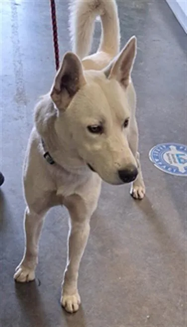 A young large-sized male German Shepherd Dog dog named Champ for adoption in Los Angeles, CA