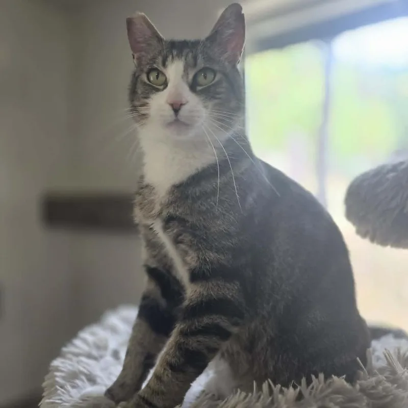 An adult large-sized male Brown / Chocolate Domestic Short Hair cat named Mushu for adoption in Jacksonville, OR