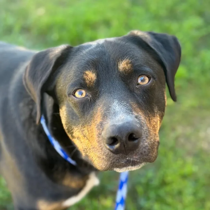Bubba