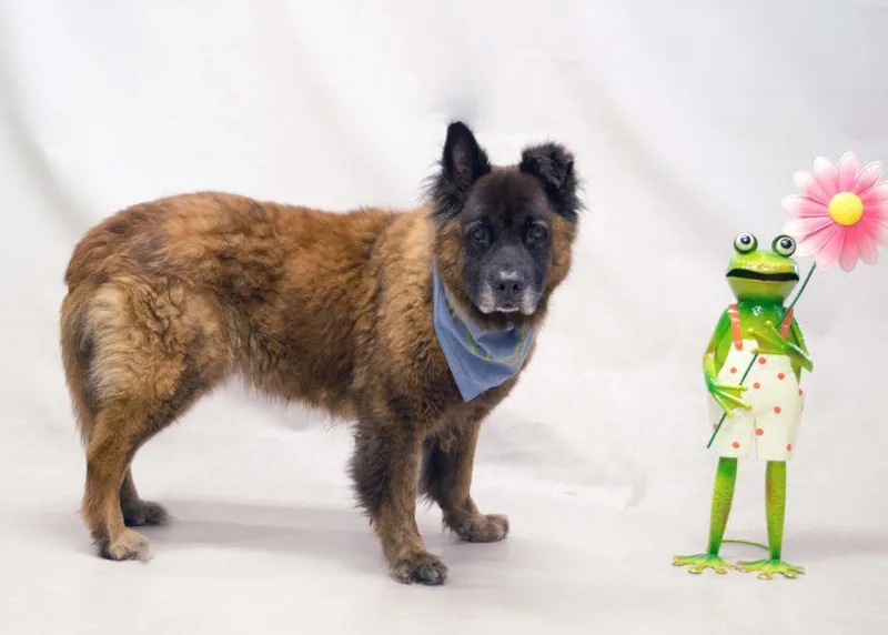An adult medium-sized male Brown / Chocolate German Shepherd Dog dog named Gilbert for adoption in Sanford, FL