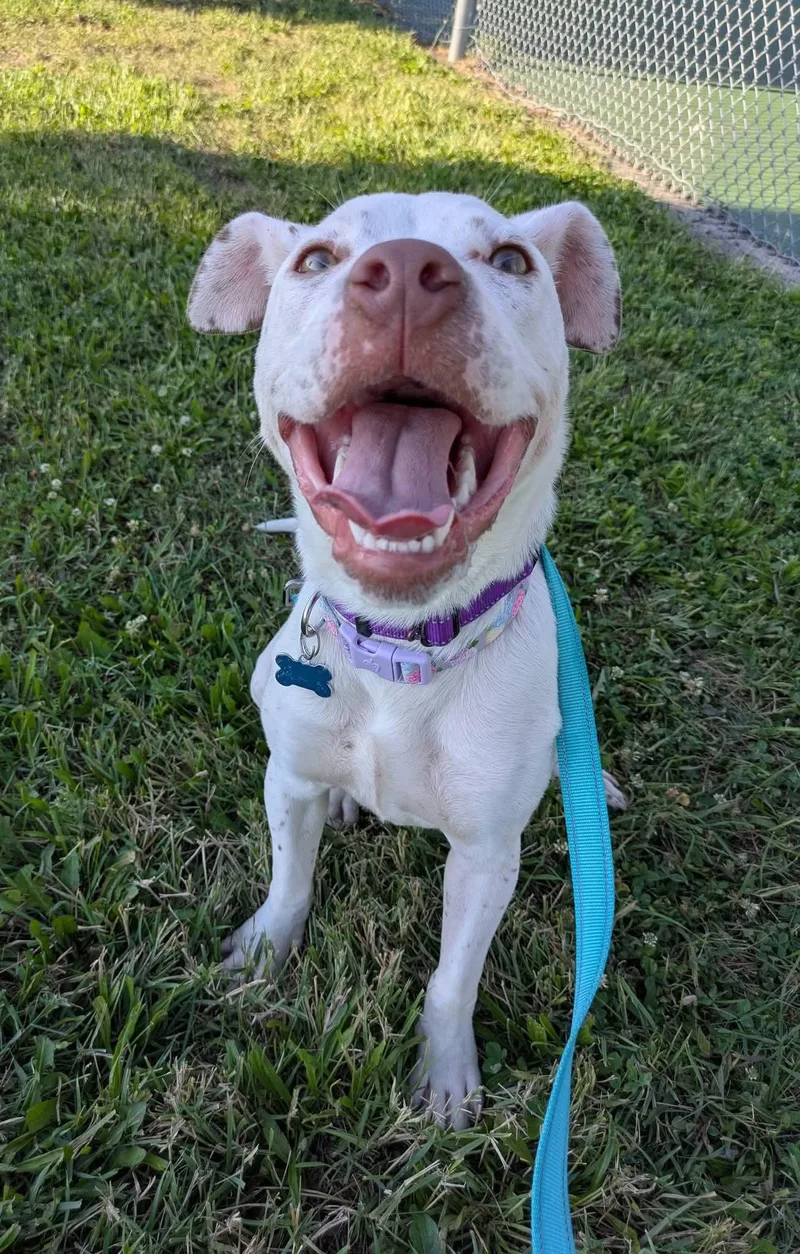 A baby medium-sized female White / Cream Dalmatian dog named Sunflower for adoption in Cedar Rapids, IA
