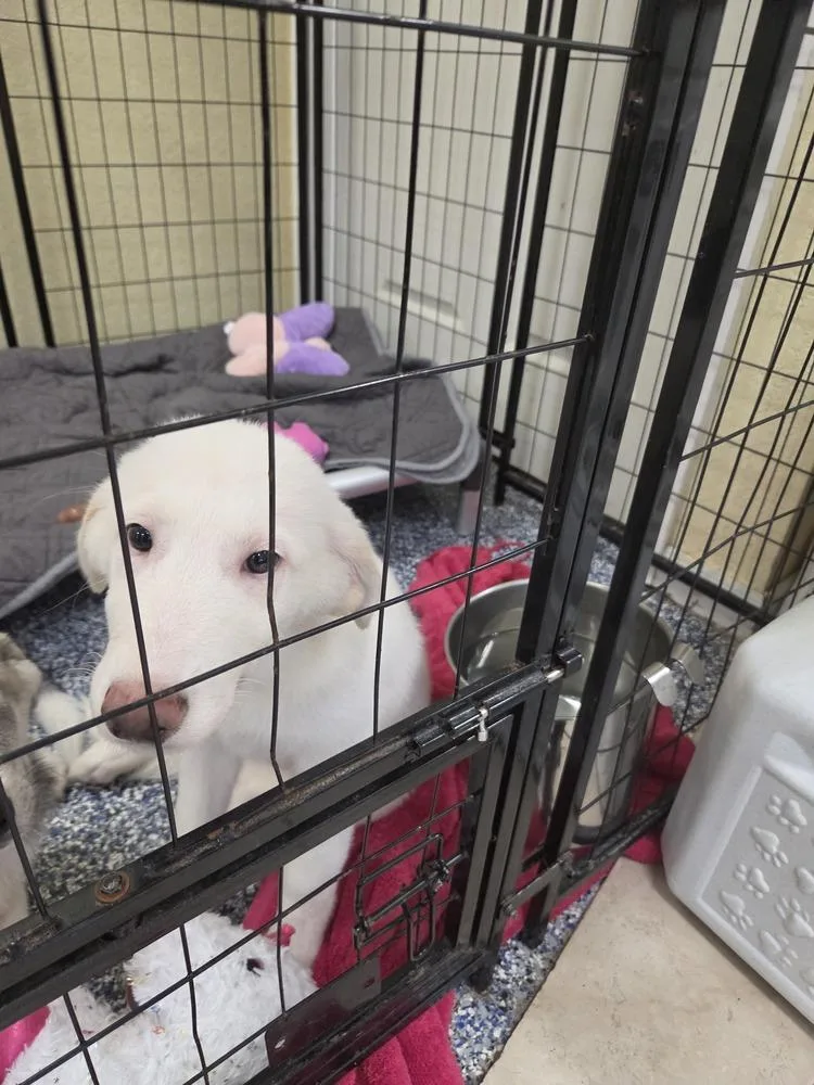 A baby medium-sized female White / Cream Great Pyrenees dog named Imara for adoption in Lakeland, FL