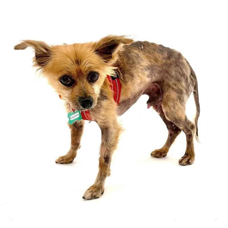 A senior small-sized male Terrier dog named Ding Dong for adoption in San Francisco, CA