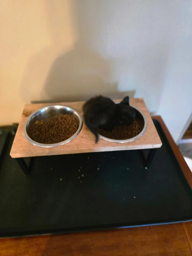 A baby medium-sized female Black Domestic Short Hair cat named Maki for adoption in Omaha, NE