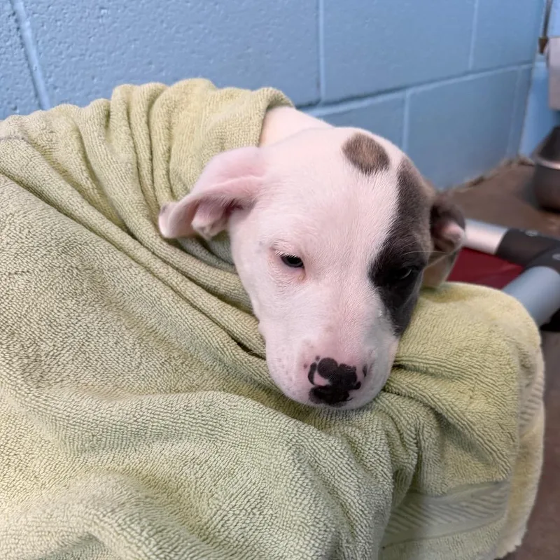 A baby small-sized female White / Cream Mixed Breed dog named Daisy for adoption in Emporia, KS