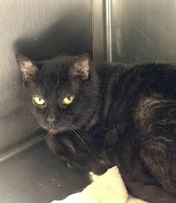 An adult large-sized male American Shorthair cat named Steeler for adoption in Elyria, OH