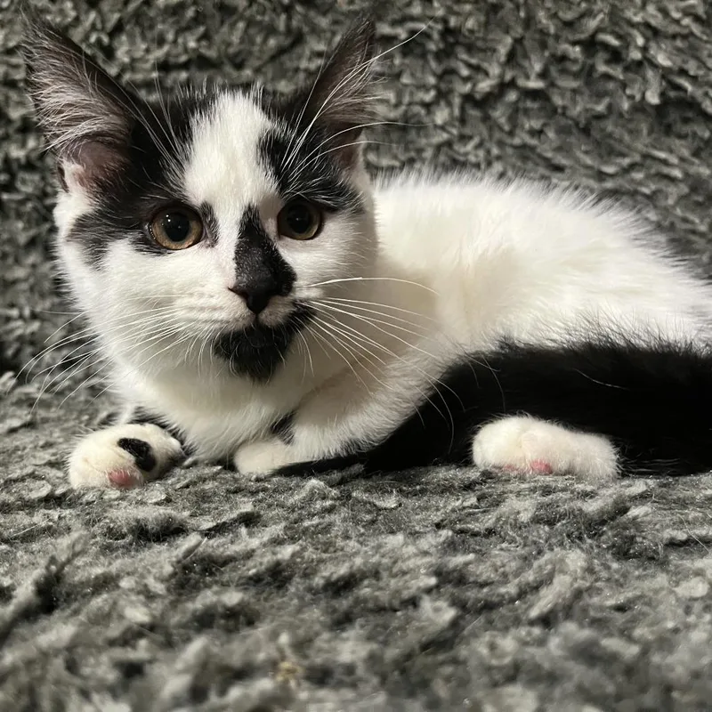 A baby small-sized female White Domestic Medium Hair cat named Chrissy for adoption in Novelty, OH