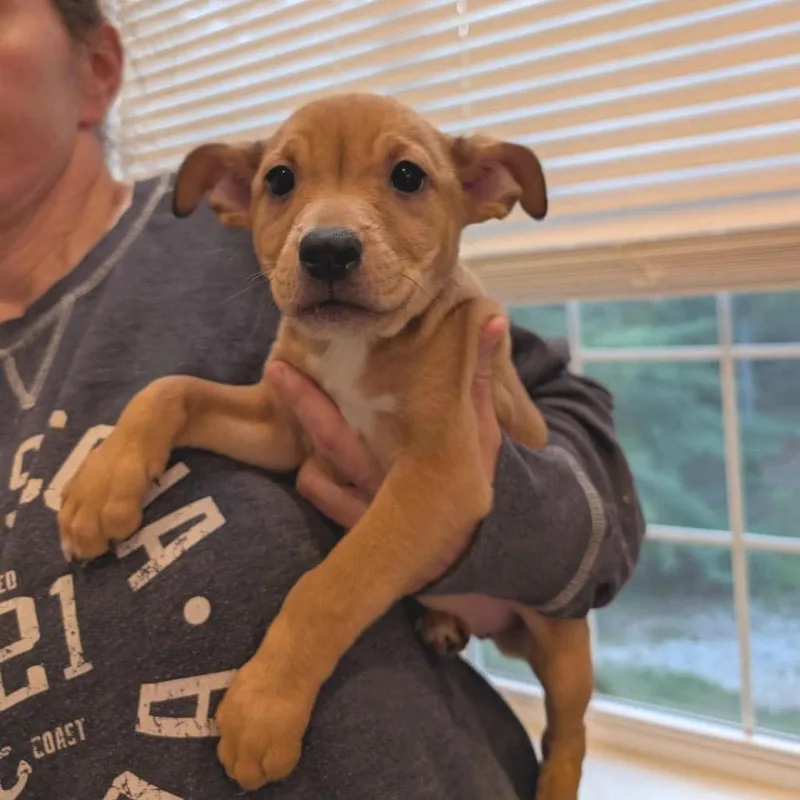 A baby medium-sized female White / Cream Mixed Breed dog named Lilypad for adoption in Fredericksburg, VA