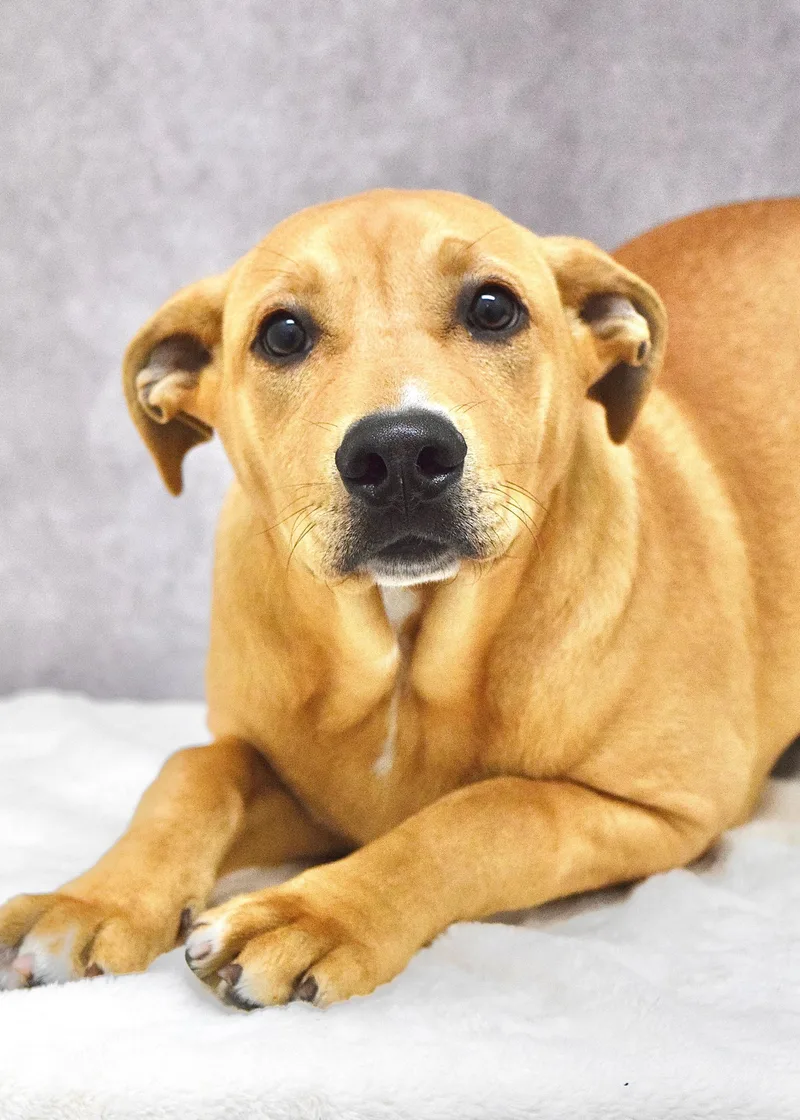 A baby medium-sized male Yellow / Tan / Blond / Fawn Pit Bull Terrier dog named Forrest for adoption in Dublin, CA