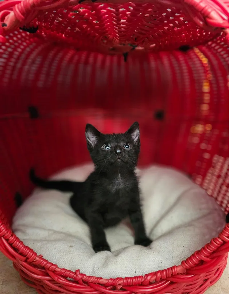 A baby medium-sized male Black Domestic Short Hair cat named Dusty for adoption in Sunrise, FL