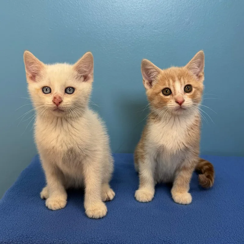 A baby medium-sized male Cream Point Siamese cat named Knox for adoption in High Ridge, MO