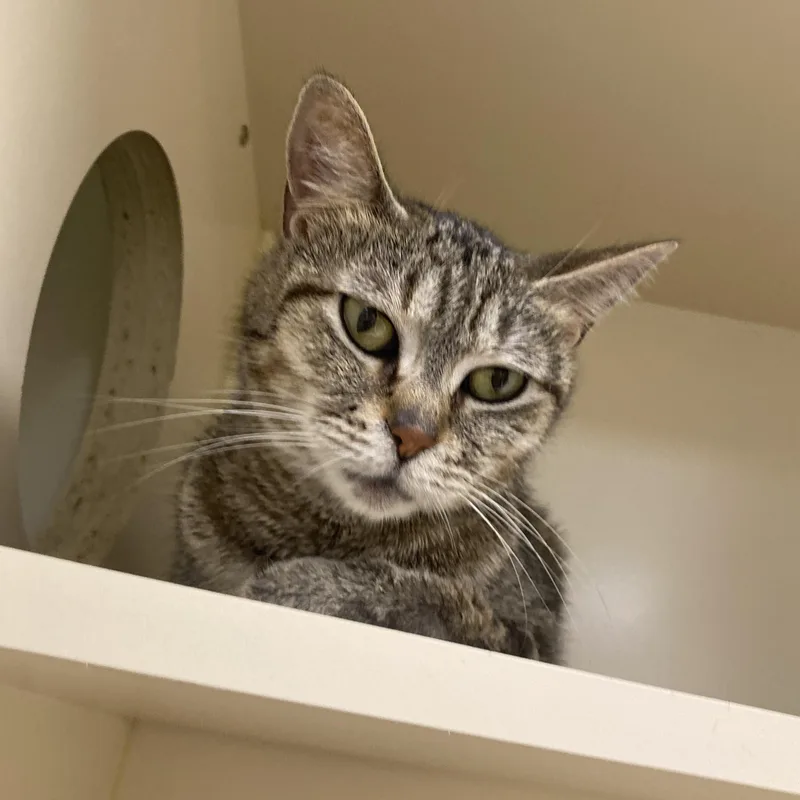 An adult medium-sized female Tabby (Buff / Tan / Fawn) American Shorthair cat named Salty for adoption in Elyria, OH