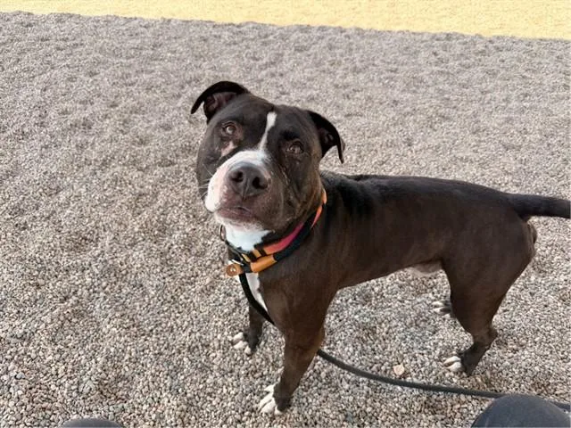 An adult large-sized male Pit Bull Terrier dog named Lucario for adoption in Mesa, AZ