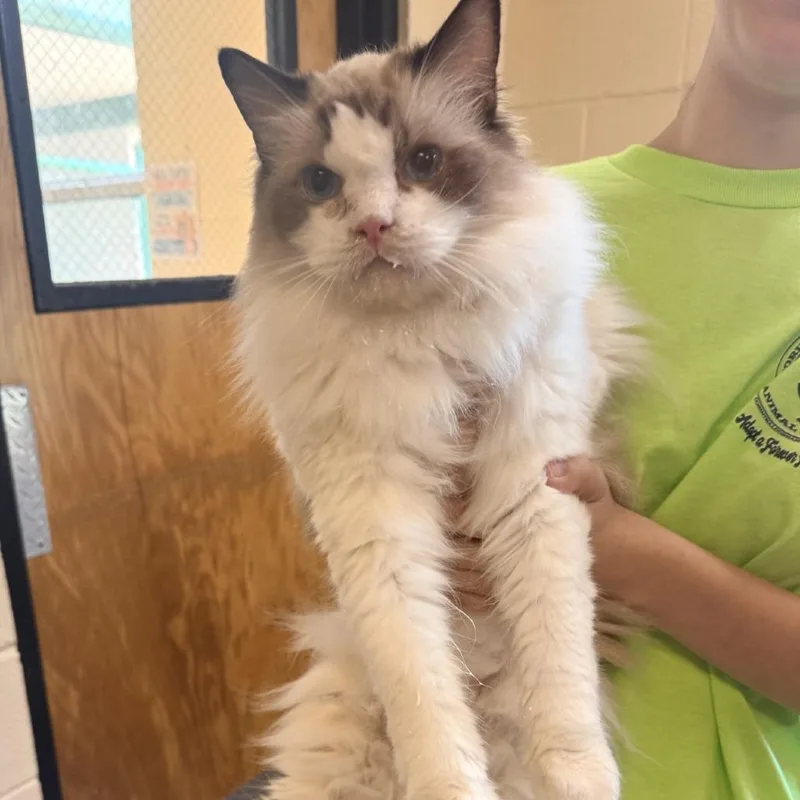 A senior large-sized female White Ragdoll cat named Babygirl for adoption in Corinth, MS
