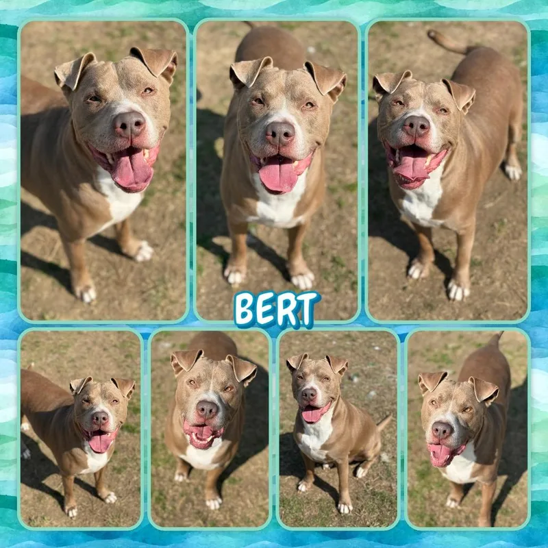 Bert thumbnail 2
