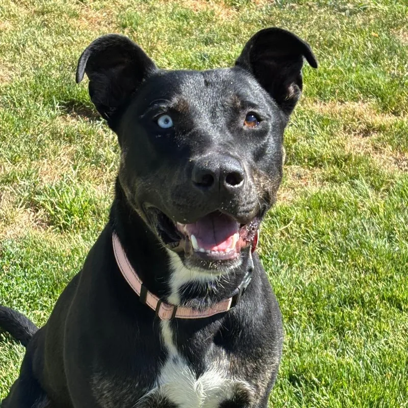 A young large-sized male Black Mixed Breed dog named Bear for adoption in Medford, OR