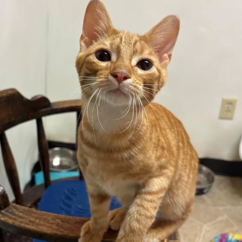 A baby small-sized male Orange / Red Domestic Short Hair cat named Timmy for adoption in Monticello, IL