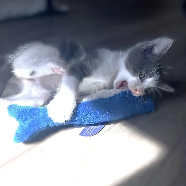 A baby small-sized female Domestic Short Hair cat named Allison for adoption in Sacramento, CA