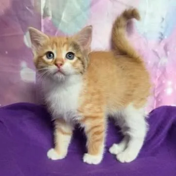 A baby small-sized female Orange / Red Domestic Short Hair cat named Rusty for adoption in Fort Collins, CO
