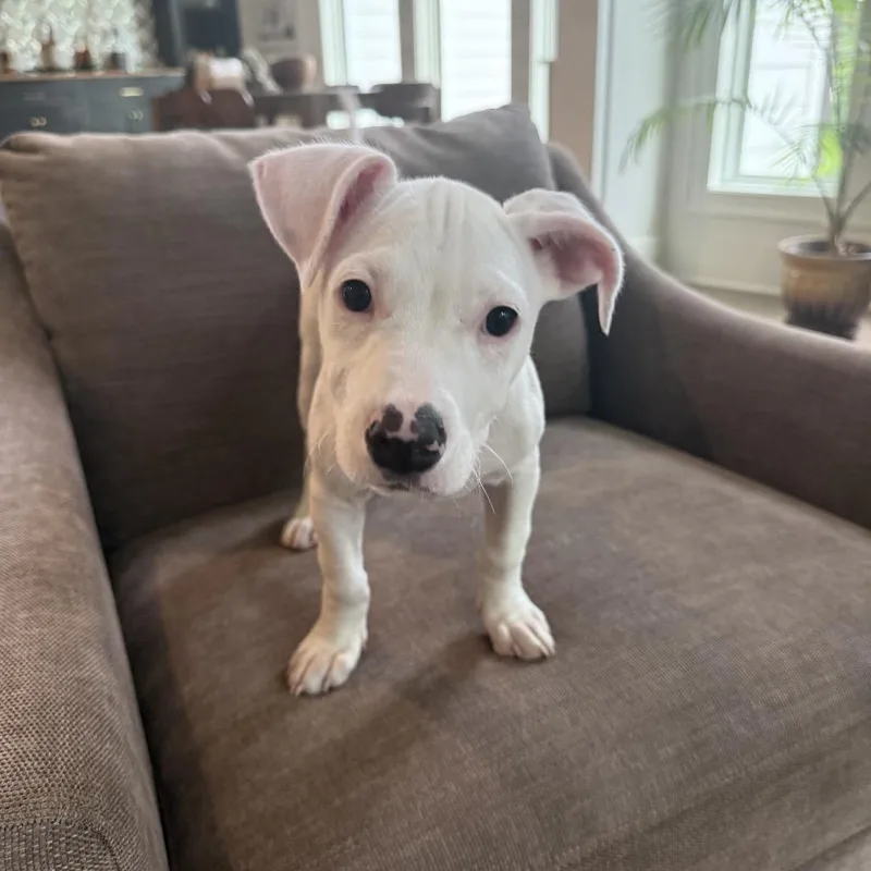 A baby medium-sized male White / Cream Mixed Breed dog named Zero for adoption in Bessemer, AL