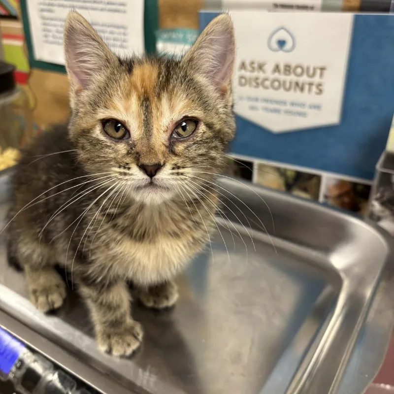A baby small-sized female Torbie Domestic Short Hair cat named Columbia for adoption in St Joseph, MO