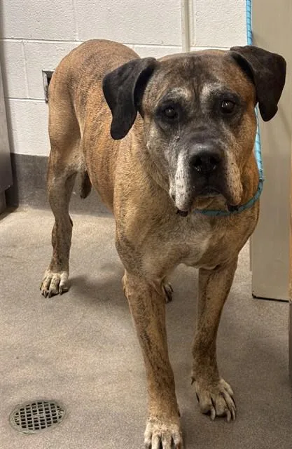 A senior large-sized male Mastiff dog named Nate for adoption in Upper Marlboro, MD