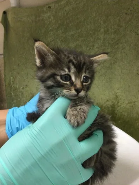 A baby small-sized female Domestic Short Hair cat named Julie for adoption in Riverside, CA