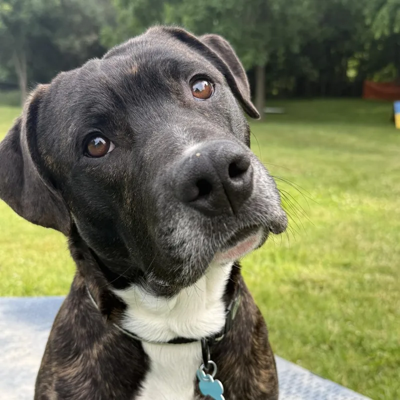 An adult large-sized male Brown / Chocolate Mixed Breed dog named Odin for adoption in Owosso, MI