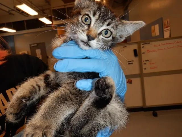 A baby small-sized male Domestic Medium Hair cat named Gimli for adoption in San Jose, CA