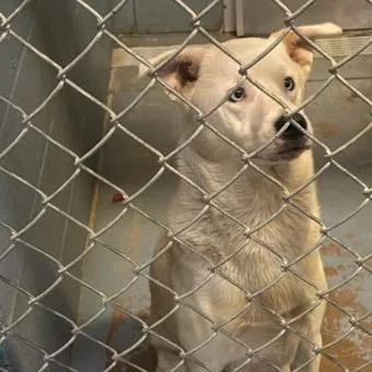 An adult medium-sized male White / Cream Mixed Breed dog named Sir Waggington for adoption in Gadsden, AL