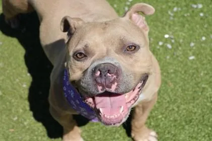 An adult medium-sized female Mixed Breed dog named Chloe for adoption in Athens, GA