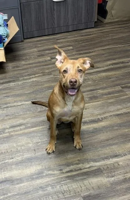 A young medium-sized female Terrier dog named Scarlet for adoption in Conway, AR