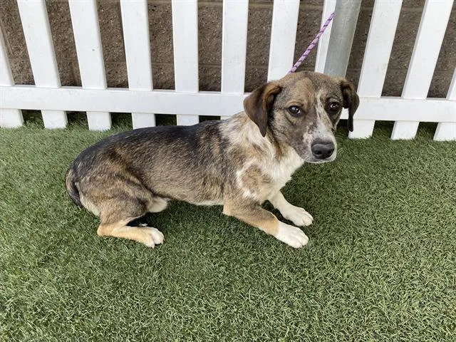 A young small-sized male Parson Russell Terrier dog named Digby for adoption in Modesto, CA