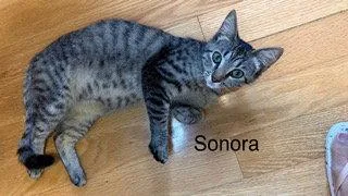 A young medium-sized female Tabby cat named Sonora for adoption in Oakland Park, FL